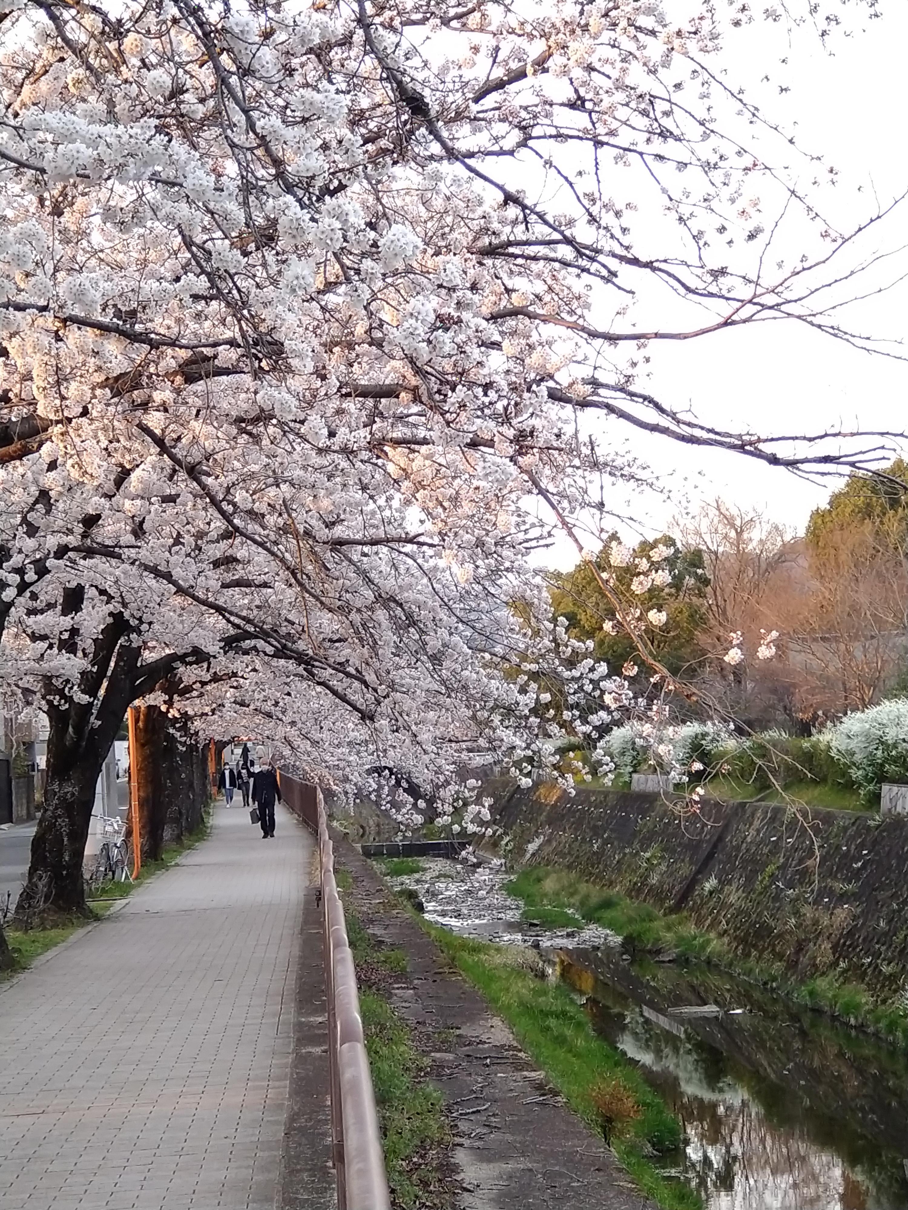 桜と川の堤防